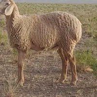 40بره ماده عروسک تک چین جفتی 49و2قوچ اسفدن