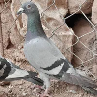 سبز المان