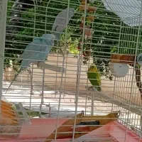 مرغ عشق