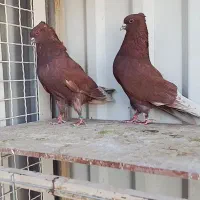 کبوتر