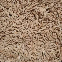 جو دامی محلی