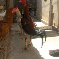 مرغ و خروس لاری