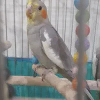 پرنده