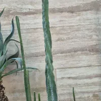 تعدادی گل