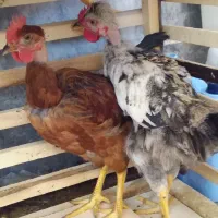 مرغ وخروس