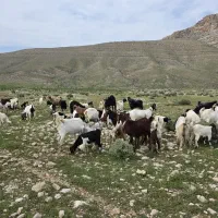 کلر کهره دار دوقلو زا