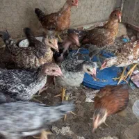 جوجه خانگی