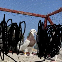 تعدادی نر|پرنده|بم, |دیوار