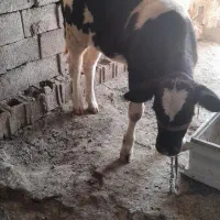 گوساله ماده سمینتال