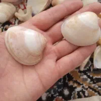صدف دریایی|ماهی|مشهد, نظام دوست|دیوار