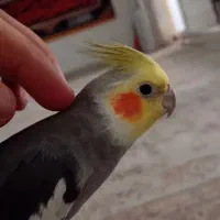 عروس هلندی سخنگو