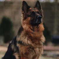 ژرمن شولاین ۱ ساله