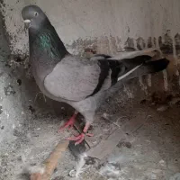 کفتر|پرنده|گرگان, |دیوار