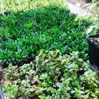 گل اپارتمانی و گل حیاط چی خوبه