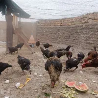 خروس و مرغ لاری مشکی