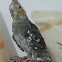 عروس هلندی ماده