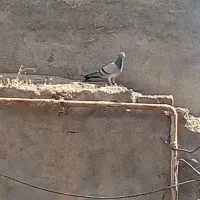 پیک نیک