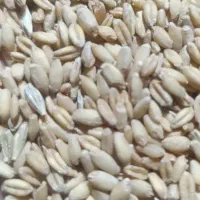 مخصوص کشک آچار