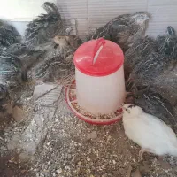 بلدرچین