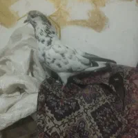 کبوتر