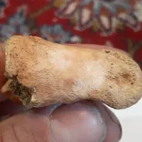 فسیل استخوان ناشناخته