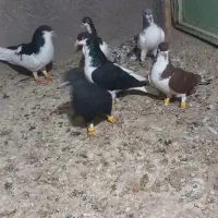 باسلام به عشق بازان محترم