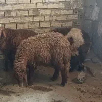 بره نر و ماده