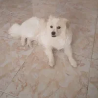 فروش سگ پامر میکس