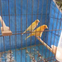 یه جفت قناری جوان ومولد