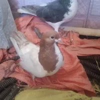 یک جفت کفتر