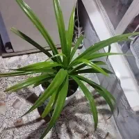 گل اپاندانوس