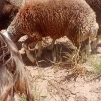 بره نر