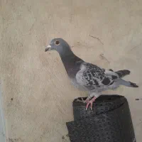 زرهی نر|پرنده|مسجد سلیمان, |دیوار