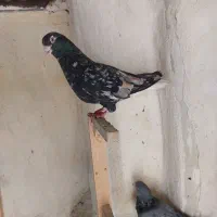 سرور دمسفید سرخ دمسفید
