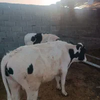 گوساله درجه یک