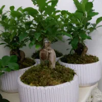 گل بنسای