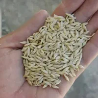 ۲۰ گونی جو فروشی