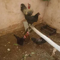 مرغ سیاه پاسیاه درجه یک