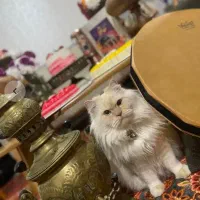 گربه پرشین|گربه|اسفراین, |دیوار