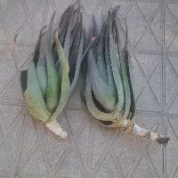 فروش آلوئورا