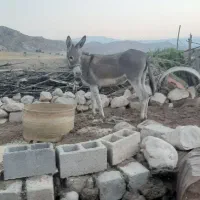 فروش الاغ ماده