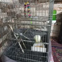 فروش عروس هلندی با قفس