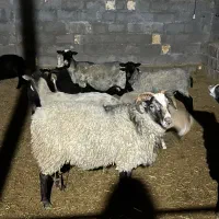 گوسفند نر بدون دنبه