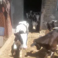 گوساله