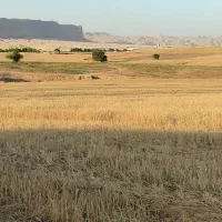 کاه دیم