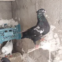 کبوتر