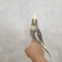 عروس هلندی دستی معاوضه با کوتوله برزیلی