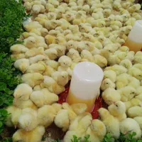 جوجه هفت رنگ