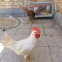 مرغ وخروس خانگی رسمی و ماشینی