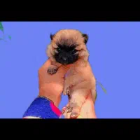 پامر کوچولو